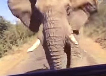 Бегство Шварценеггера от гигантского дикого слона засняли на видео