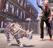 Анонсирована игра Max & Maya: Cat Simulator про выживание кошек в мире зомби-апокалипсиса