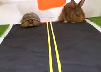 Видео гонки зайца и черепахи взорвало интернет