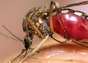 Ученые выяснили, как комары находят и выбирают свою жертву
