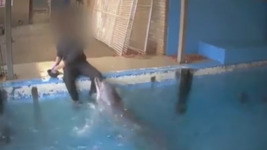 Мужчина год занимался сексом с соблазнившим его дельфином. | Пикабу