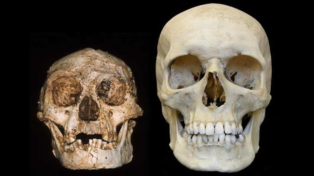 Древние люди стали причиной вымирания «хоббитов»