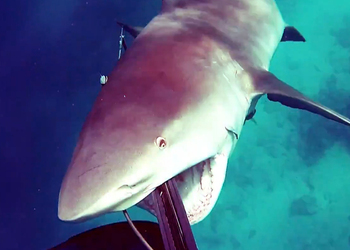 Атаку тупорылой акулы на аквалангиста засняли на видео