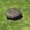 Еще один симулятор камня VAMflax Rock And Field предлагает игрокам интерактивные возможности