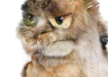 Ужасающие фотографии кошек взорвали интернет