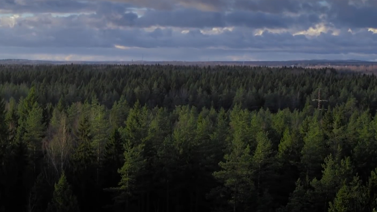 Спрят вшись в глубь леса. Самый загадочный лес в Ленинградской области. Ленинградский таинственный лес из кинофильма вдова.