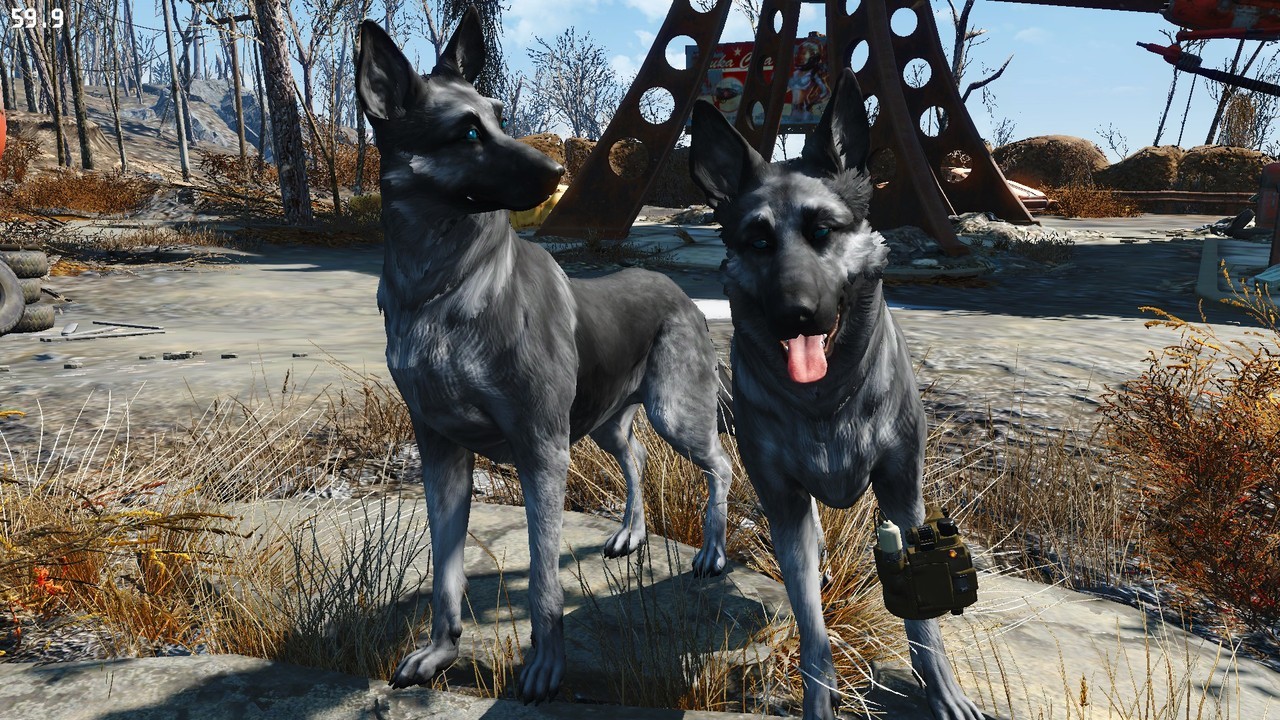 Fallout 4 еще одну собаку фото 99