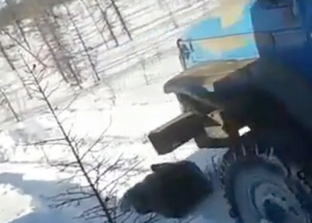 Видео с жестоким убийством медведя грузовиками «Урал» шокировало пользователей сети
