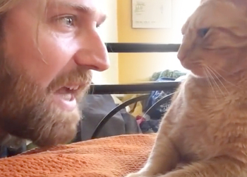 Видео с местью хозяина своему коту взорвало интернет