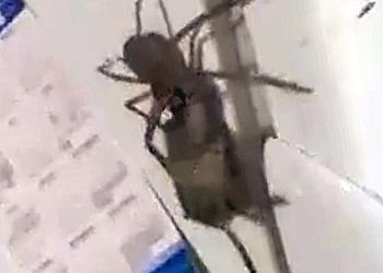 Видео с поймавшим мышь гигантским пауком взорвало интернет