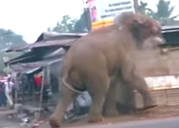 Видео с диким слоном уничтожающим дома и машины взорвало интернет