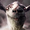 Фанатам симулятора козла позволят поиграть в DayZ прямо в игре Goat Simulator