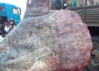 Российские рыбаки нашли огромное загадочное существо и убили его