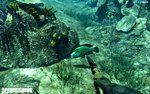 Spearfishing