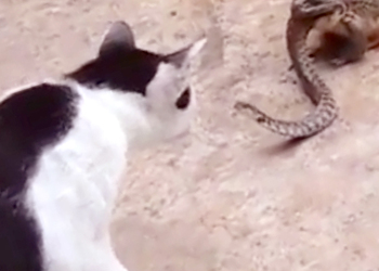 Видео битвы кошки против змеи, проглоченной жабой, взорвало интернет
