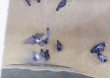 На видео сняли, как элеватор казанского хлебозавода засасывает голубей вместе с зерном
