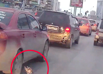 Видео с попыткой спасения котенка из-под колес автомобиля взорвало интернет