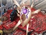 Shin Megami Tensei: Devil Survivor 2