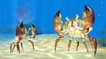 Sealife Safari