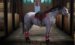 Horse Life 4