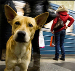 Russian Subway Dogs