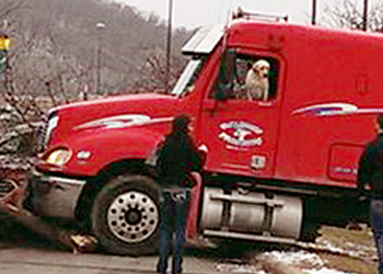 Собака угнала грузовую фуру и устроила аварию