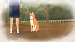 A Shiba Story