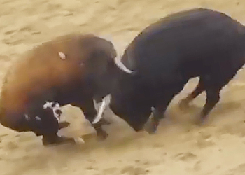 Смертельное столкновение двух испанских быков засняли на видео