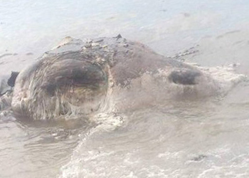 Труп неизвестного загадочного существа найден на берегу