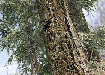 В Skyrim создали реалистичный лес при помощи настоящих фотографий