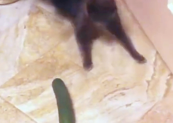 Видео о боязни котами огурцов взорвало интернет и собрало 70 миллионов просмотров