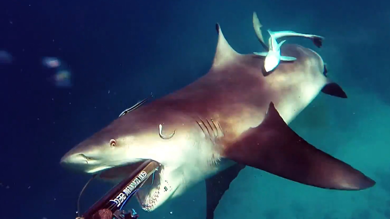 видео акулы на охоте