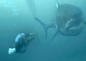 Опубликовано видео заплыва человека против белой акулы