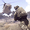 Видео из игры ArmA 3 показали в ТВ новостях как реальные кадры военных действий