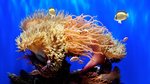 Aquarium HD