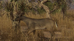 Pro Deer Hunting