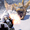 Monster Hunter Rise для Steam дают бесплатно