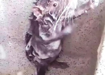 Видео с принимающей душ «крысой-человеком» поразило зрителей